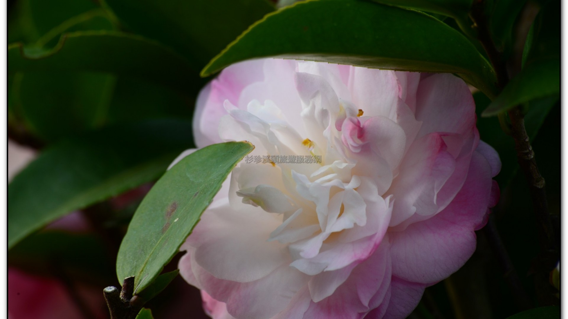 台大茶園-鹿谷旅遊景點