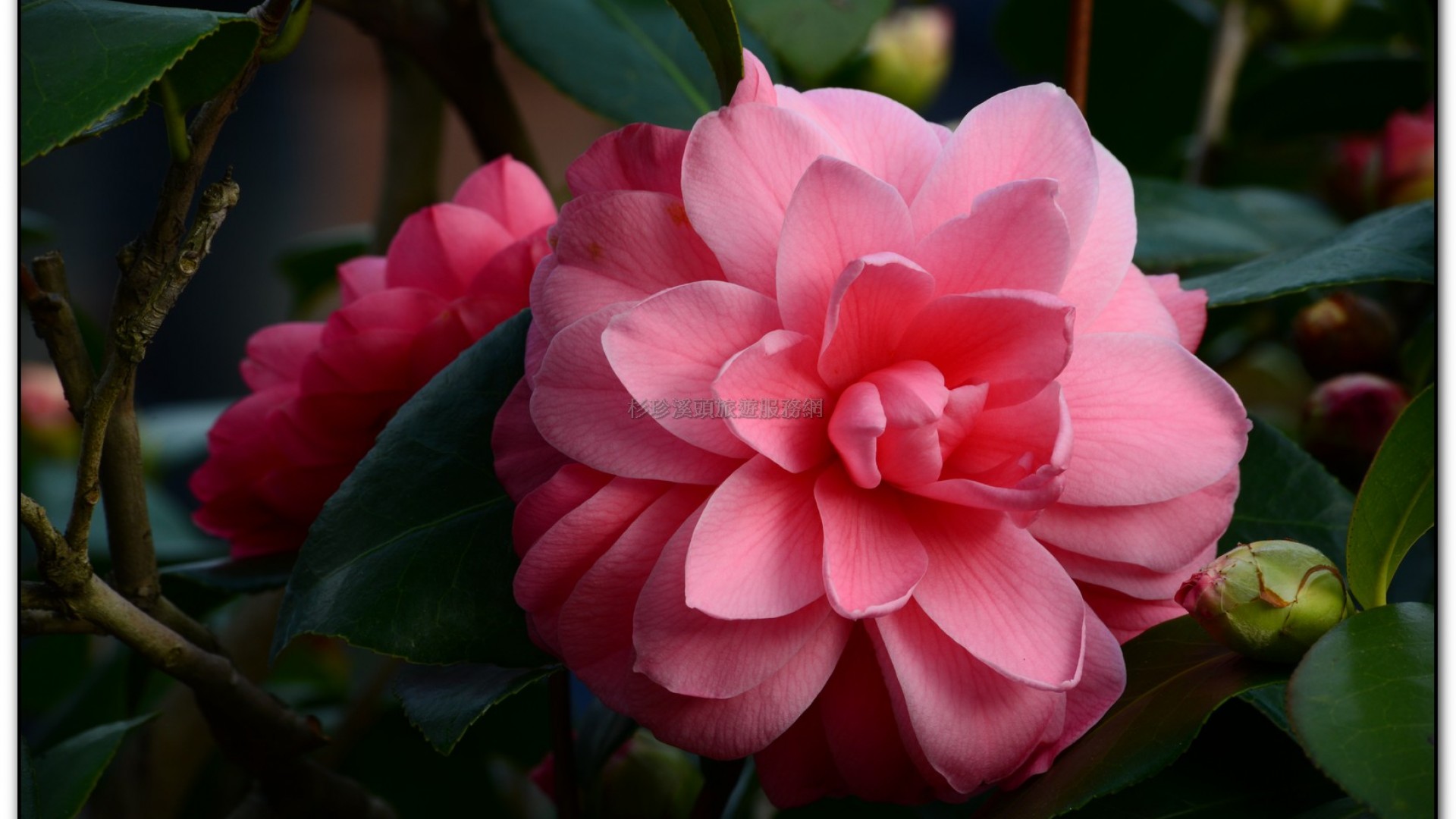 台大茶園-鹿谷旅遊景點