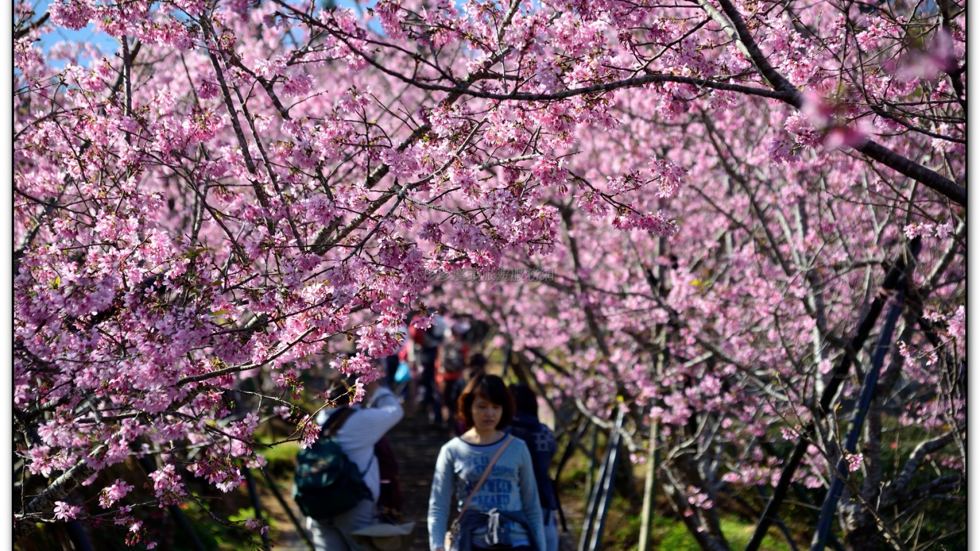 台大茶園-鹿谷旅遊景點