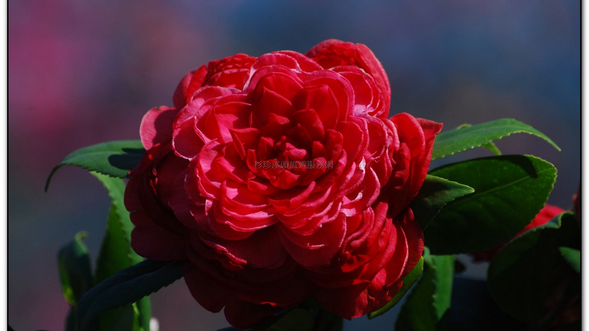 台大茶園-鹿谷旅遊景點