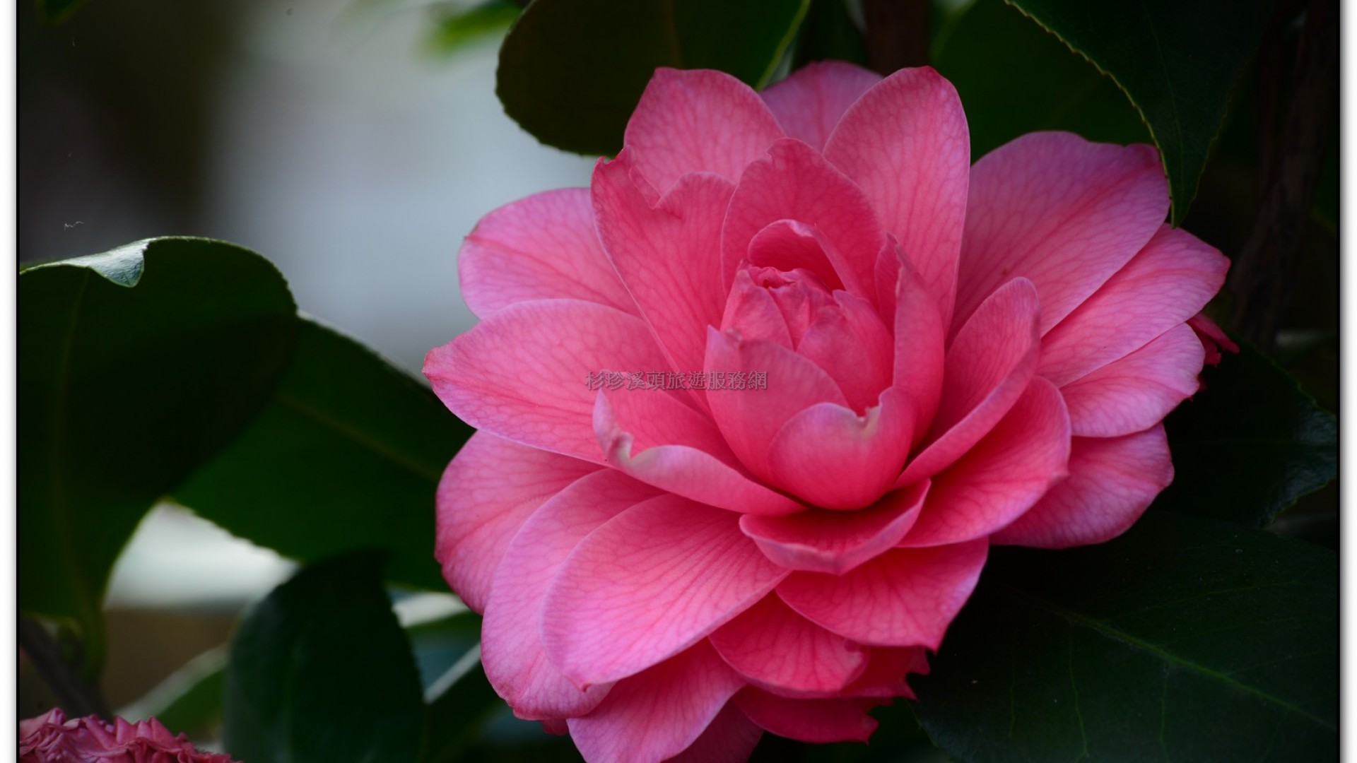 台大茶園-鹿谷旅遊景點