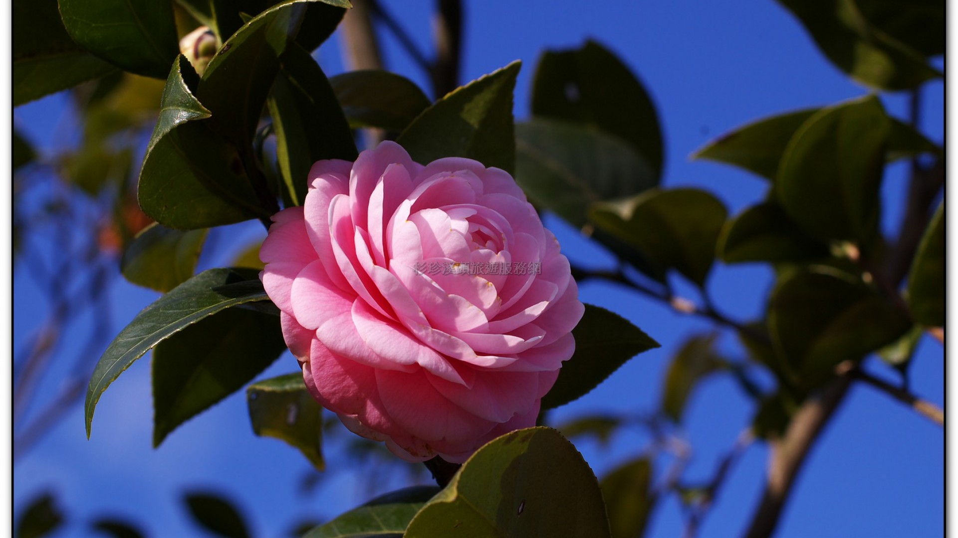 台大茶園-鹿谷旅遊景點