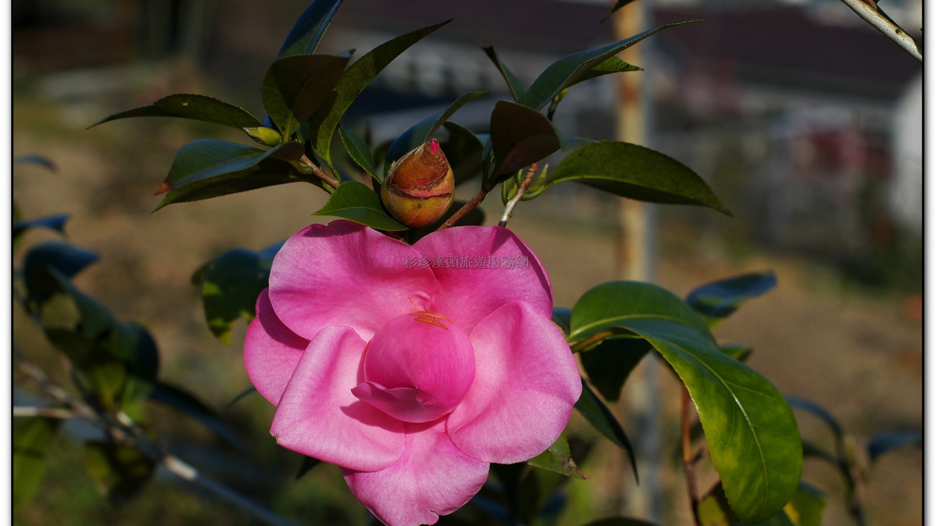 台大茶園-鹿谷旅遊景點