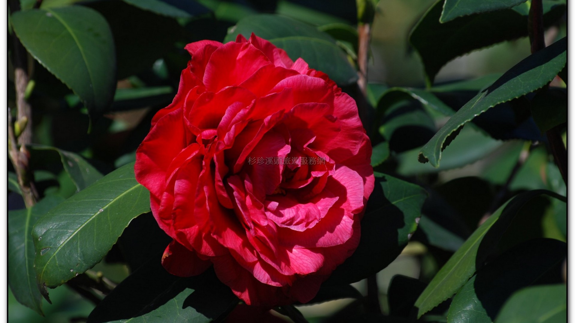 台大茶園-鹿谷旅遊景點