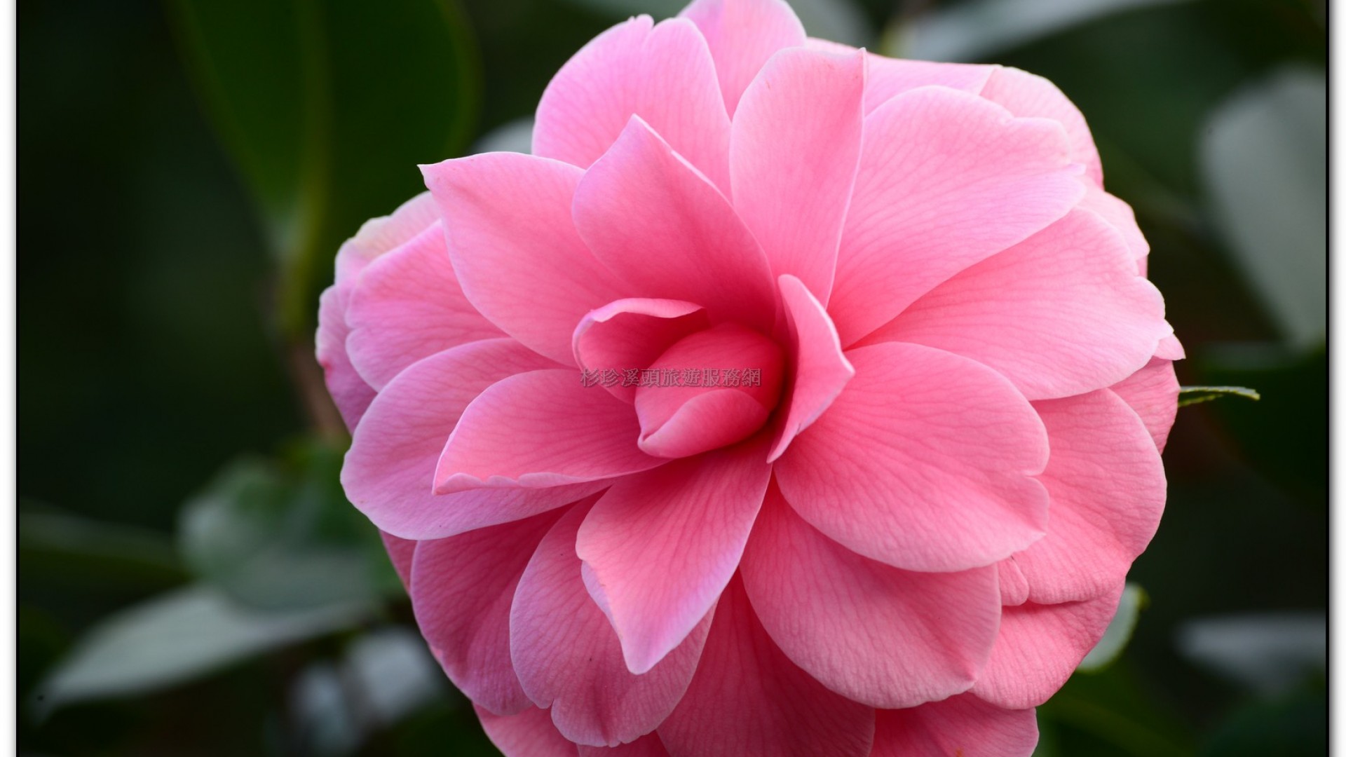 台大茶園-鹿谷旅遊景點