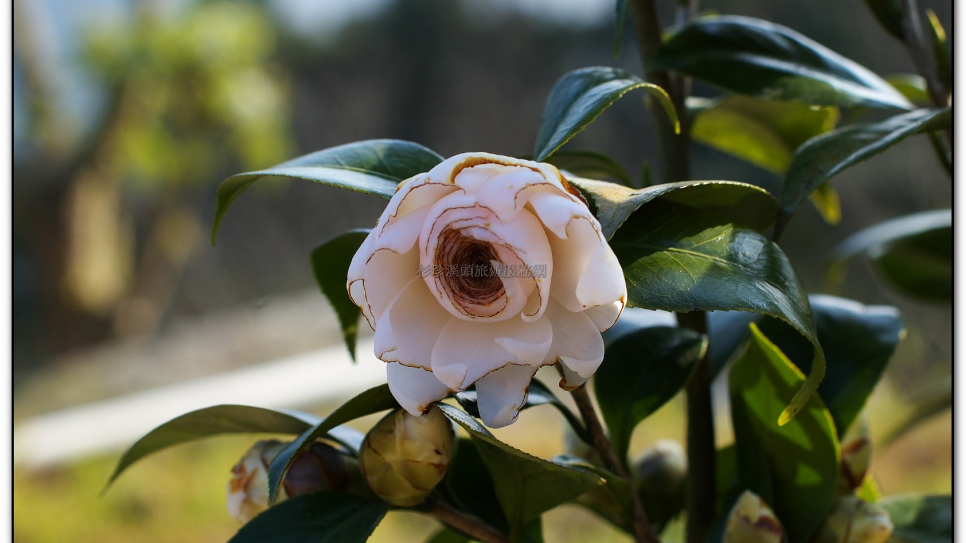台大茶園-鹿谷旅遊景點