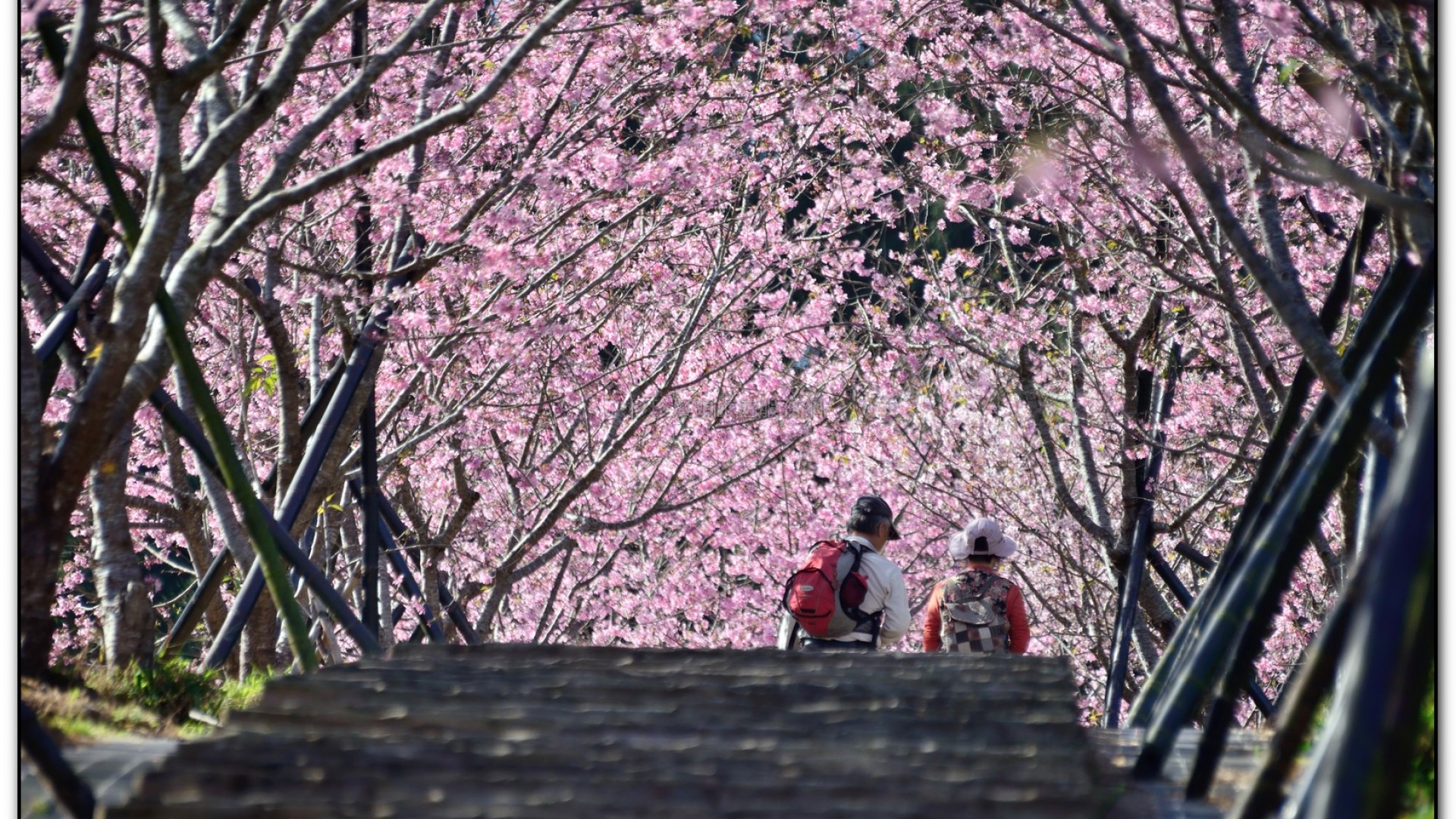 台大茶園-鹿谷旅遊景點