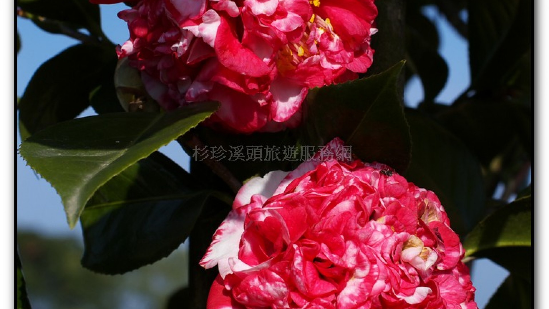 台大茶園-鹿谷旅遊景點