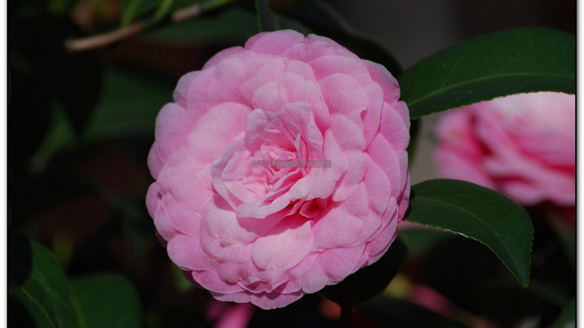 台大茶園-鹿谷旅遊景點