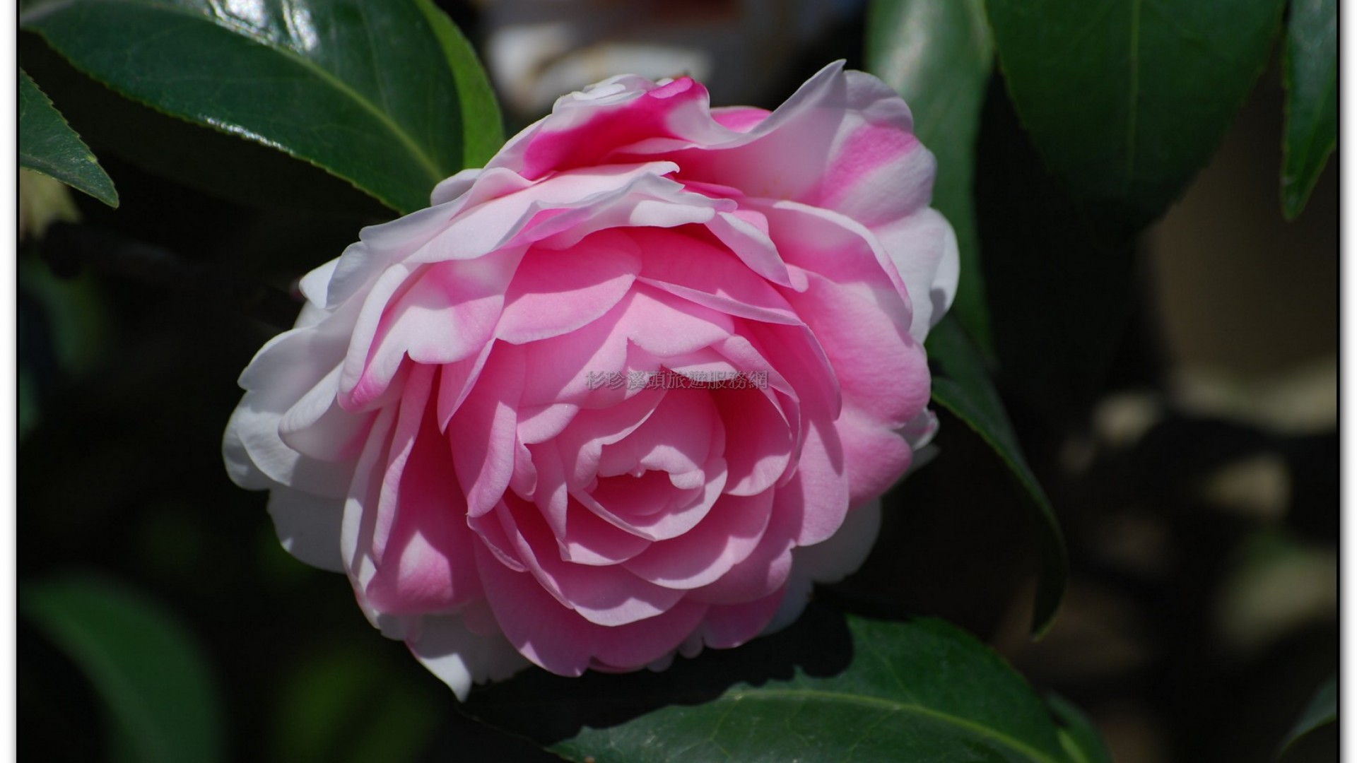 台大茶園-鹿谷旅遊景點