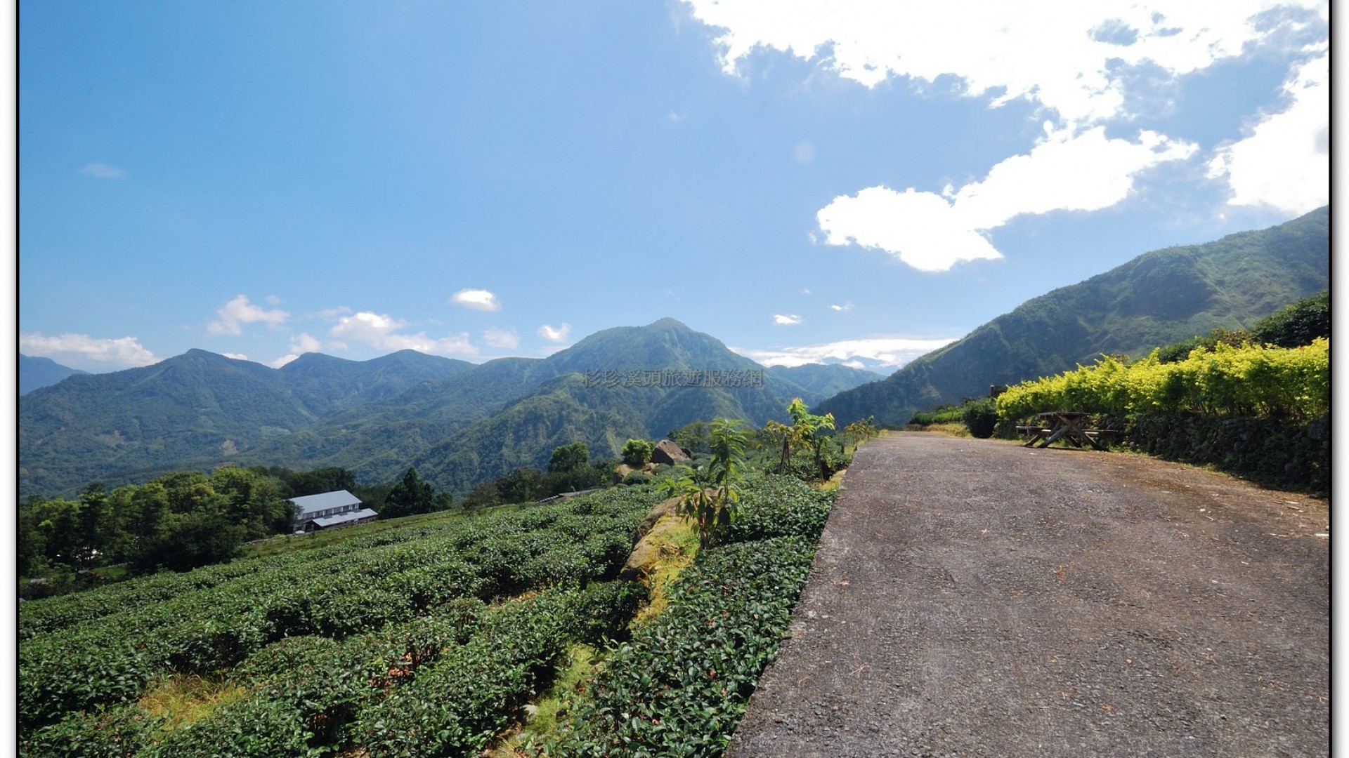 台大茶園-鹿谷旅遊景點