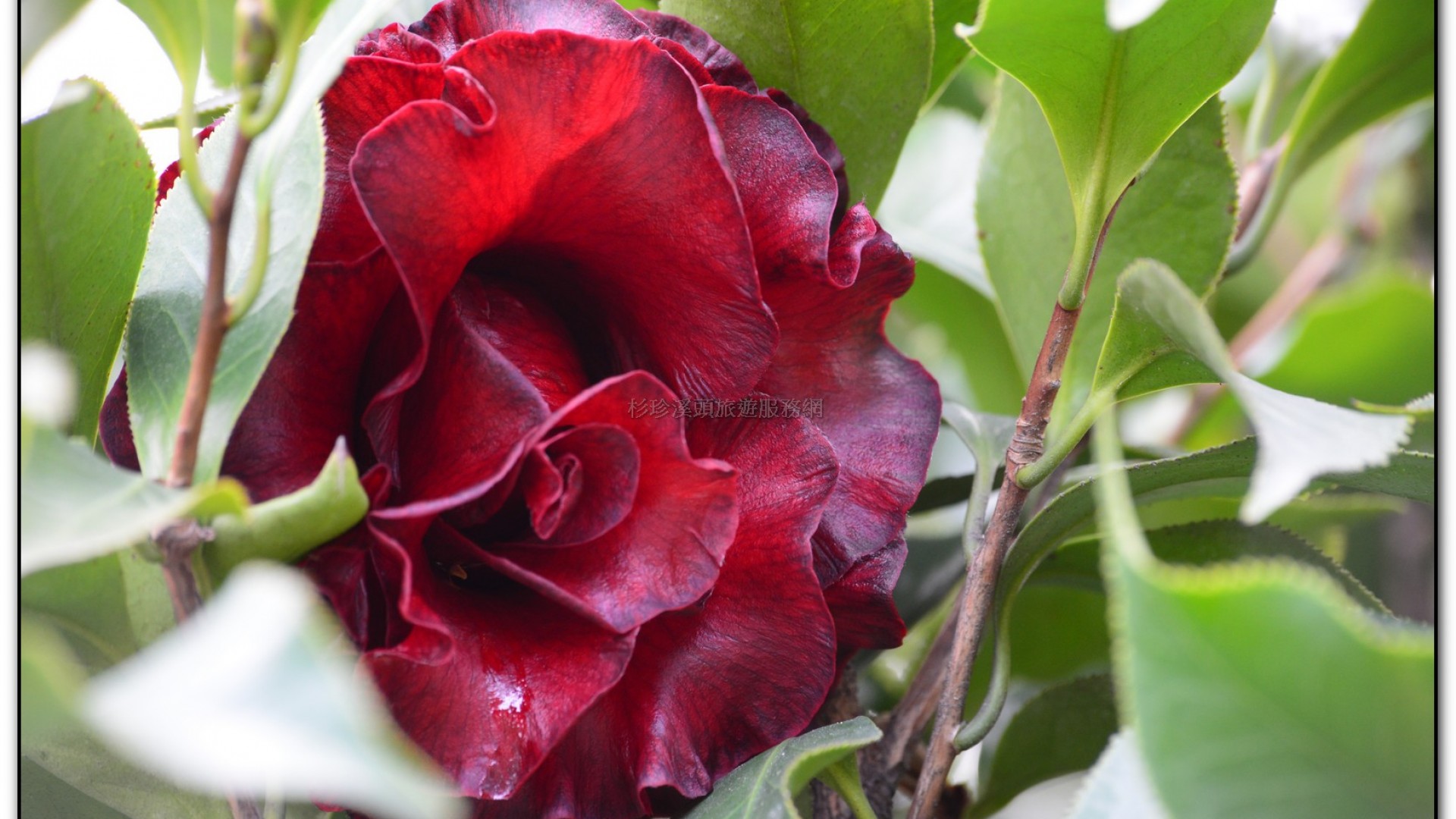 台大茶園-鹿谷旅遊景點