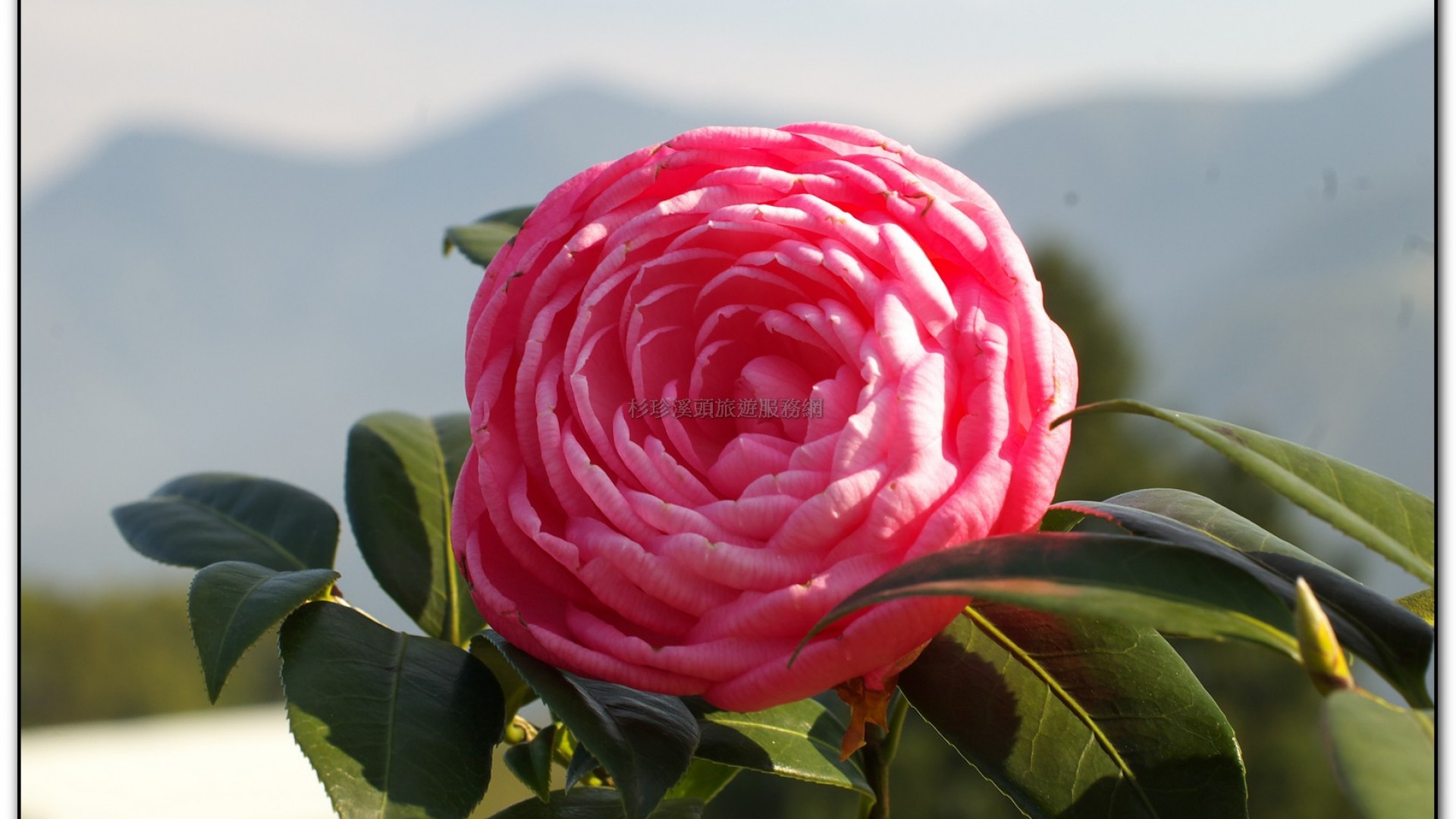 台大茶園-鹿谷旅遊景點