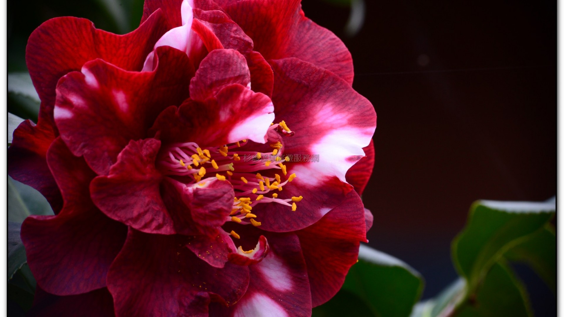 台大茶園-鹿谷旅遊景點