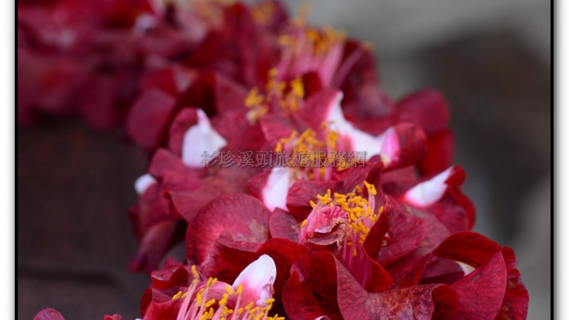 台大茶園-鹿谷旅遊景點