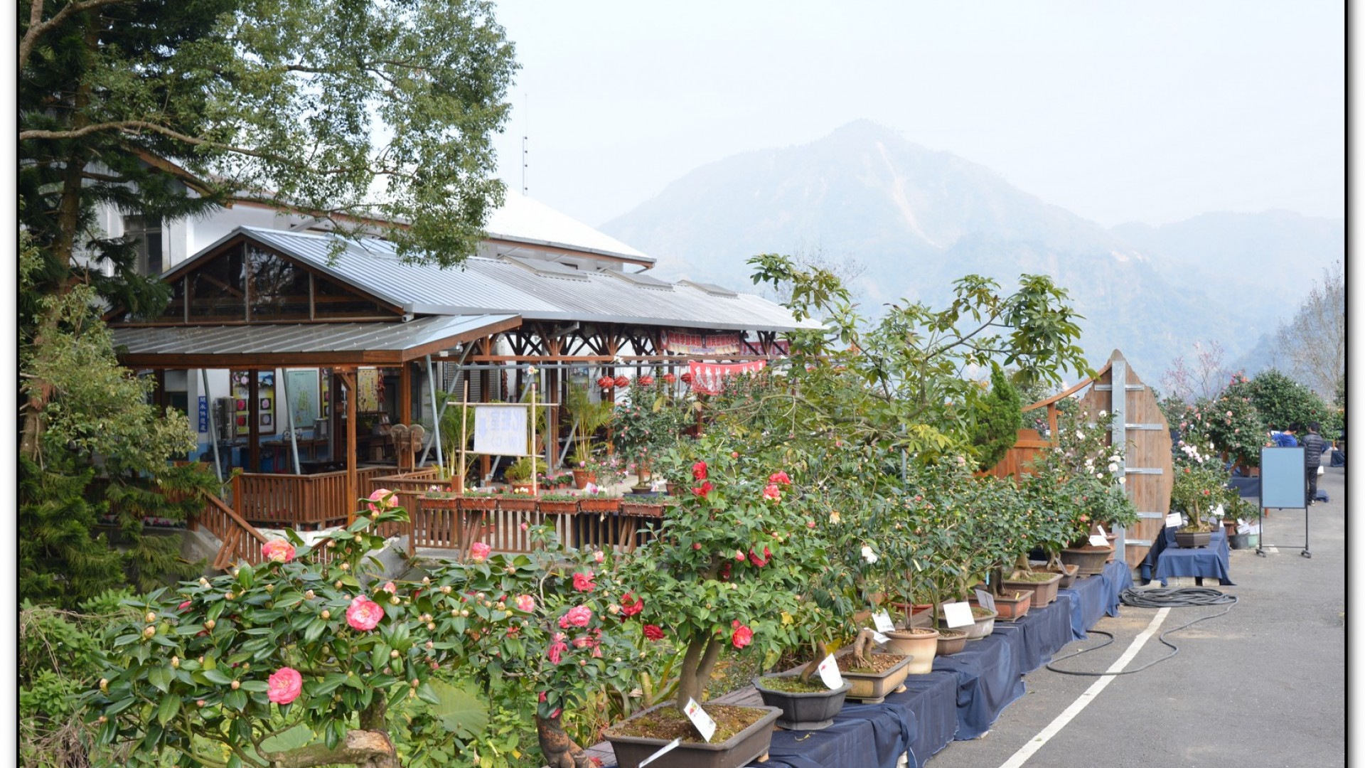 台大茶園-鹿谷旅遊景點