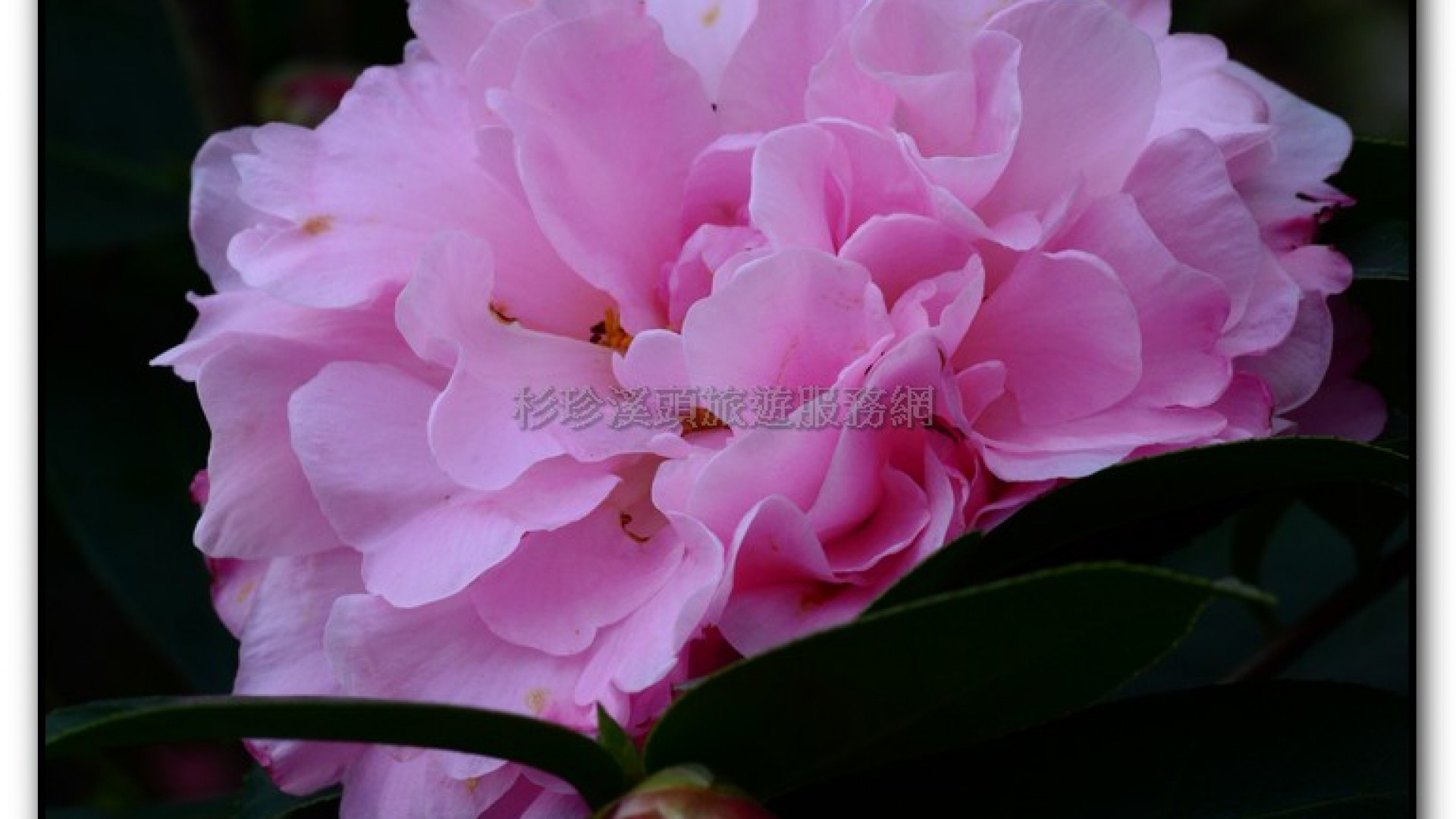 台大茶園-鹿谷旅遊景點