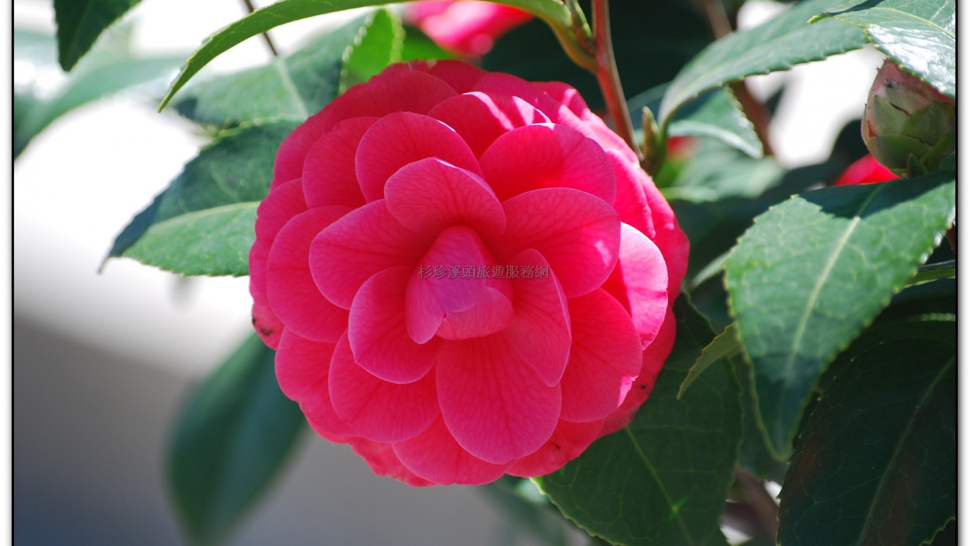 台大茶園-鹿谷旅遊景點