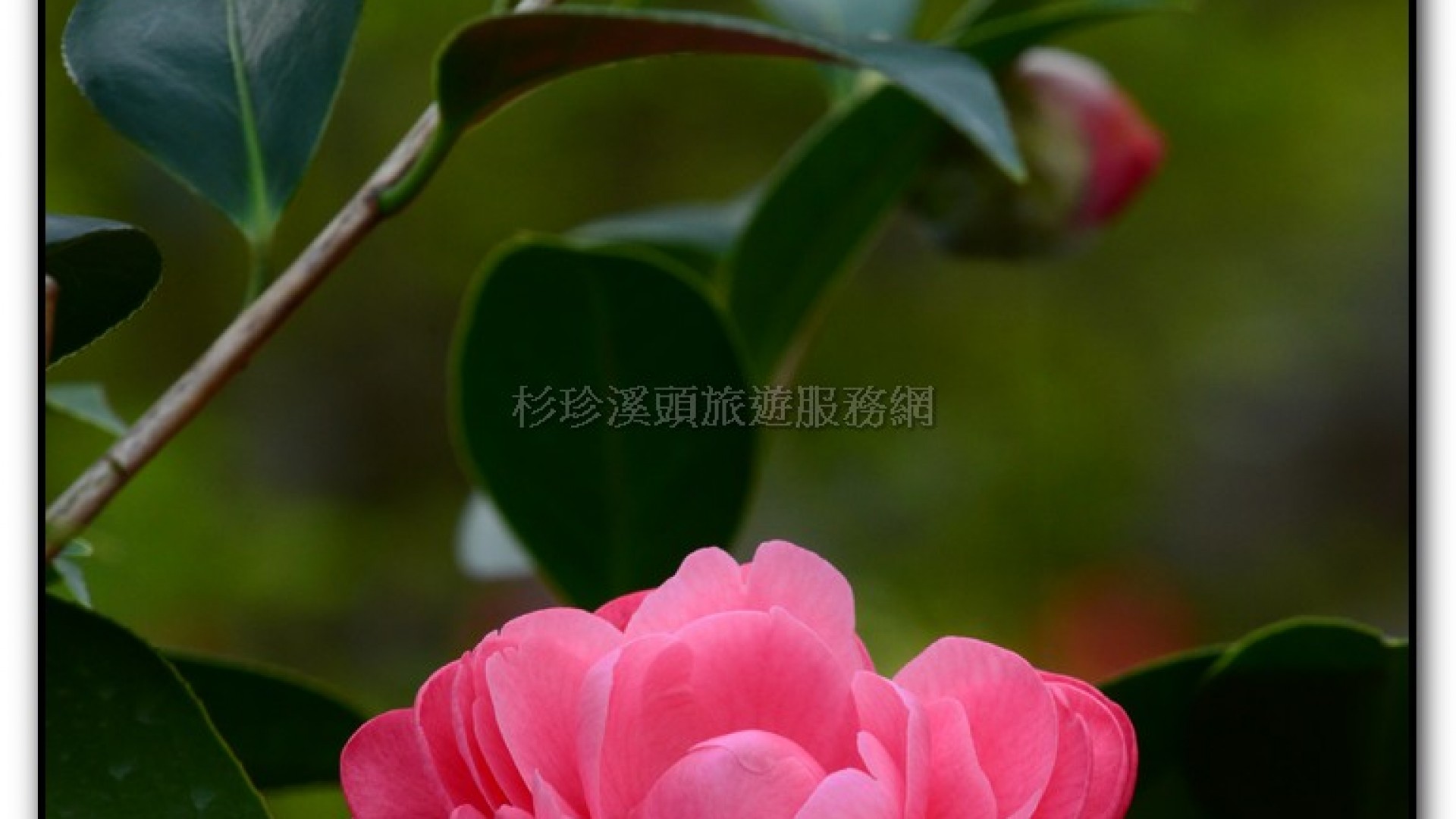 台大茶園-鹿谷旅遊景點