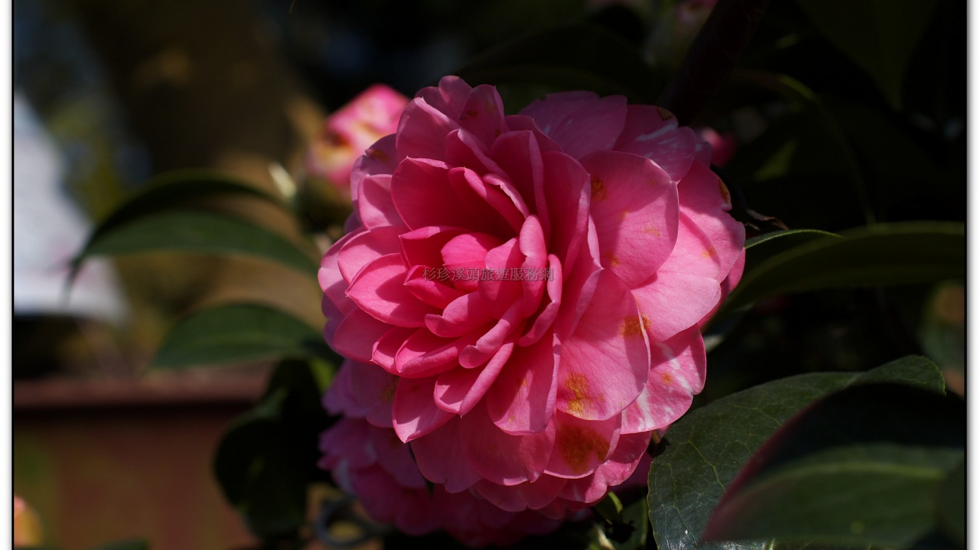 台大茶園-鹿谷旅遊景點