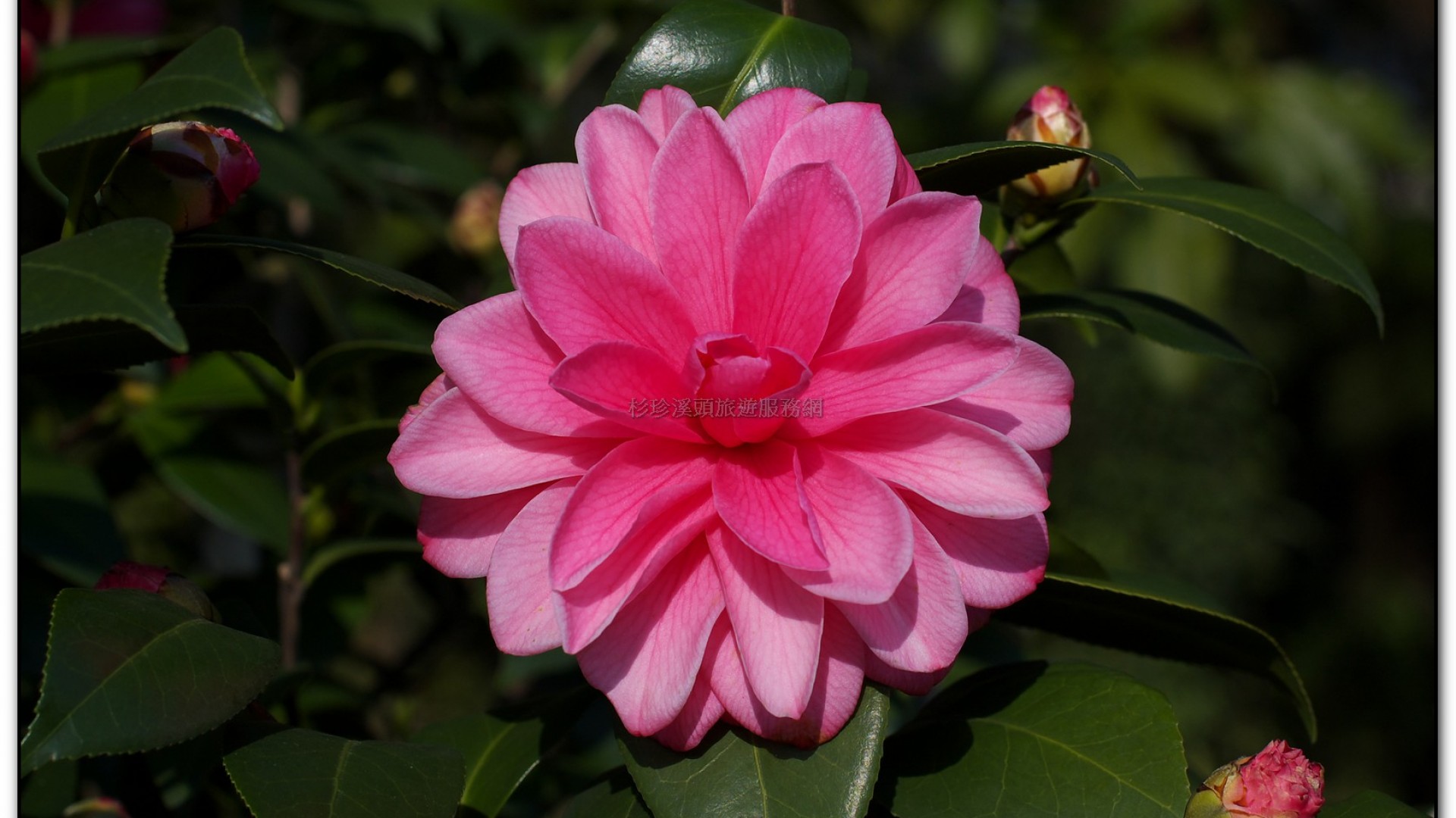 台大茶園-鹿谷旅遊景點