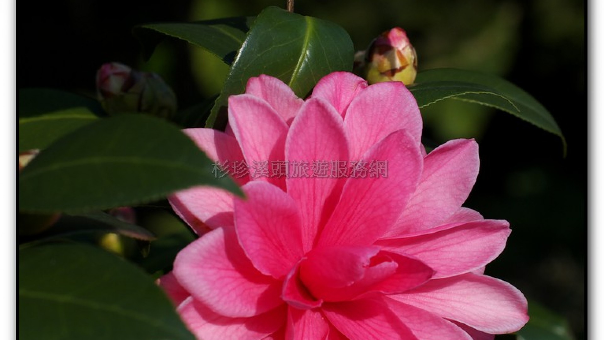 台大茶園-鹿谷旅遊景點