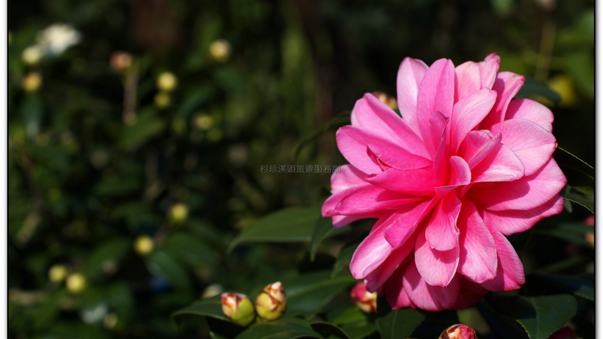 台大茶園-鹿谷旅遊景點