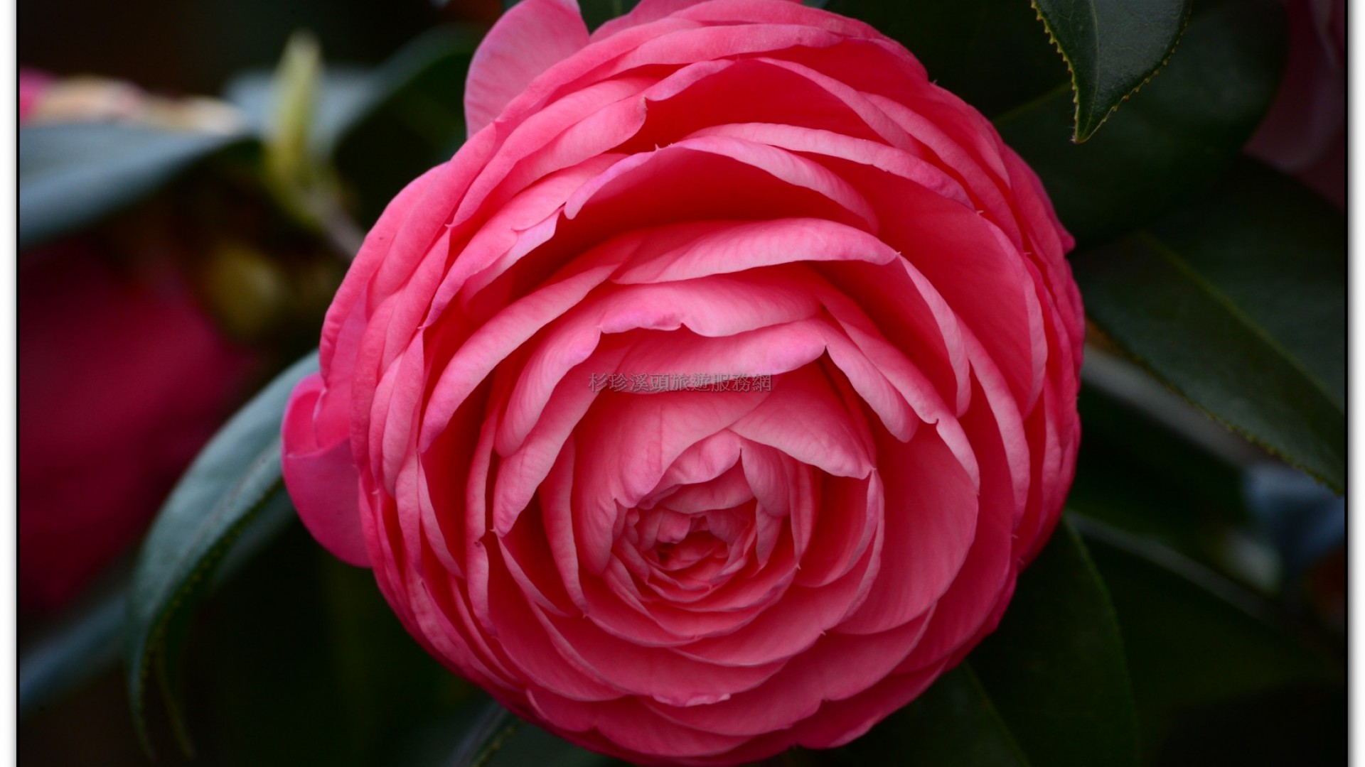 台大茶園-鹿谷旅遊景點