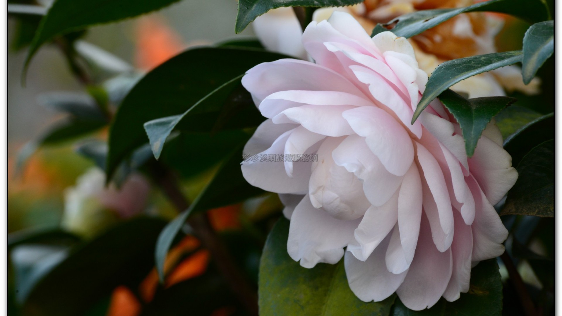 台大茶園-鹿谷旅遊景點