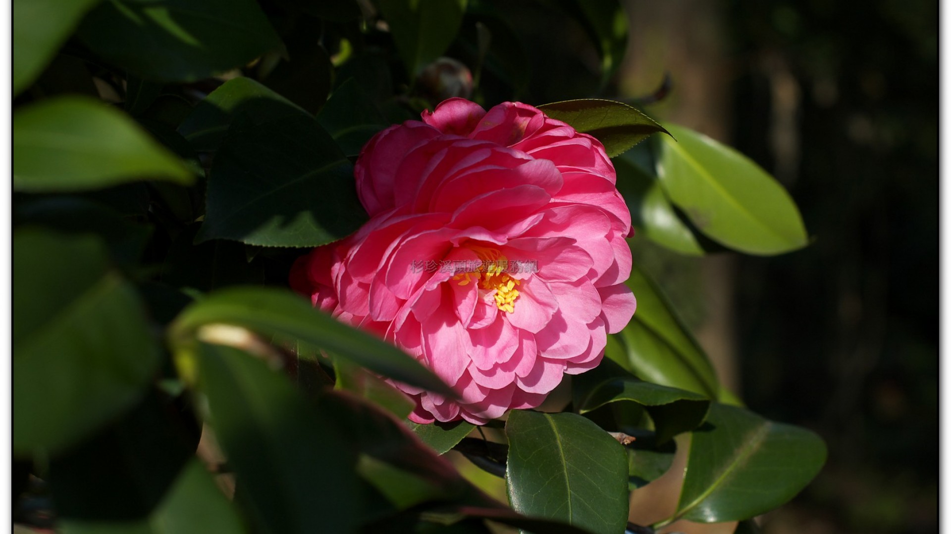 台大茶園-鹿谷旅遊景點