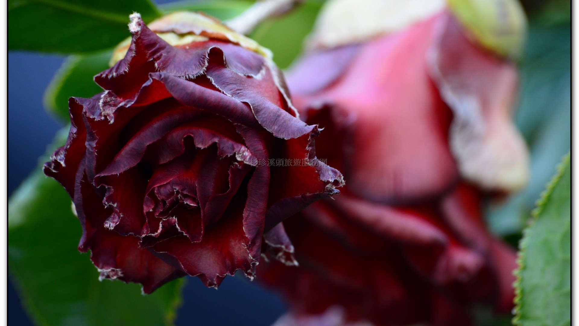 台大茶園-鹿谷旅遊景點