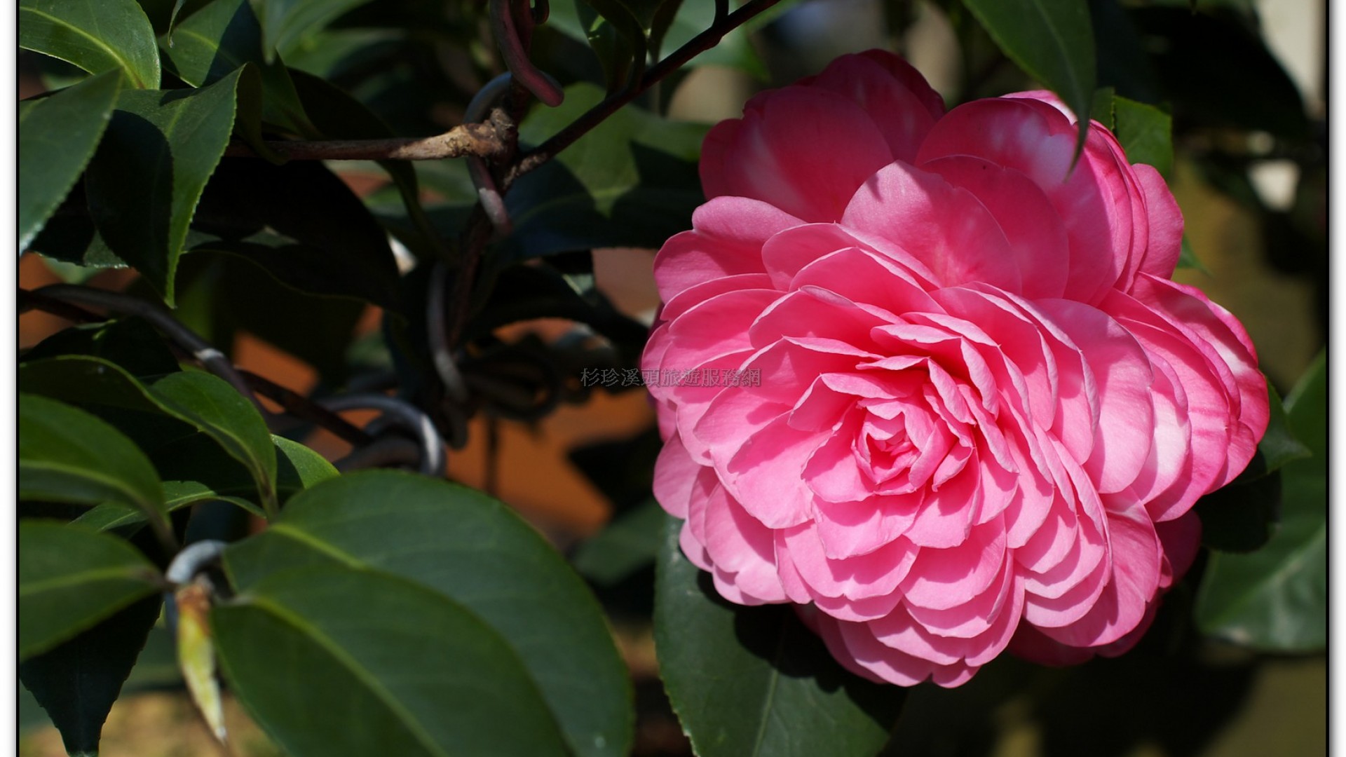 台大茶園-鹿谷旅遊景點