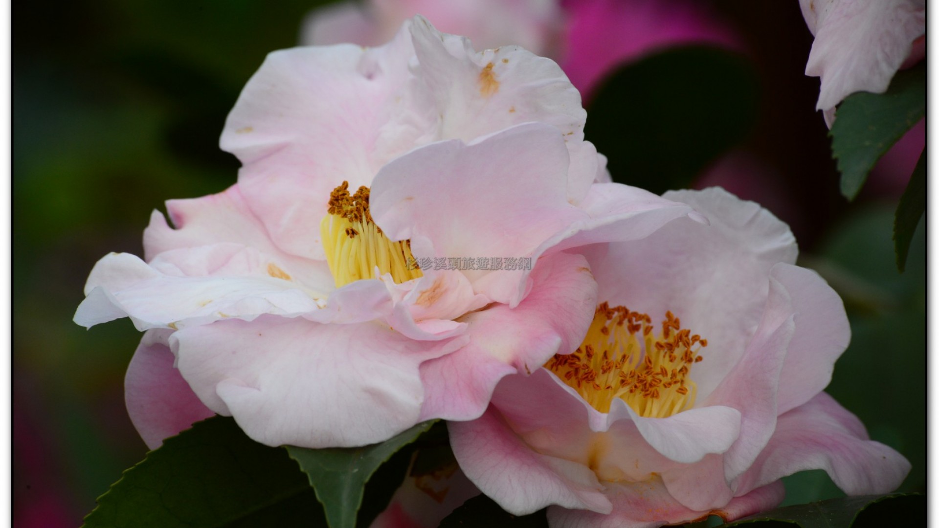 台大茶園-鹿谷旅遊景點