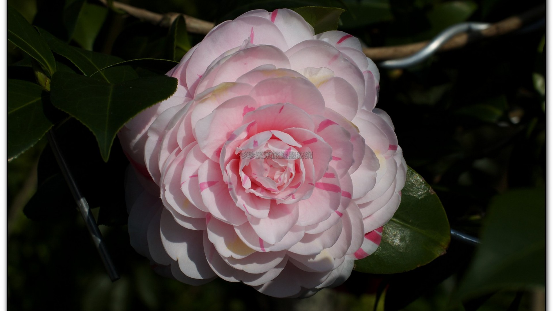 台大茶園-鹿谷旅遊景點