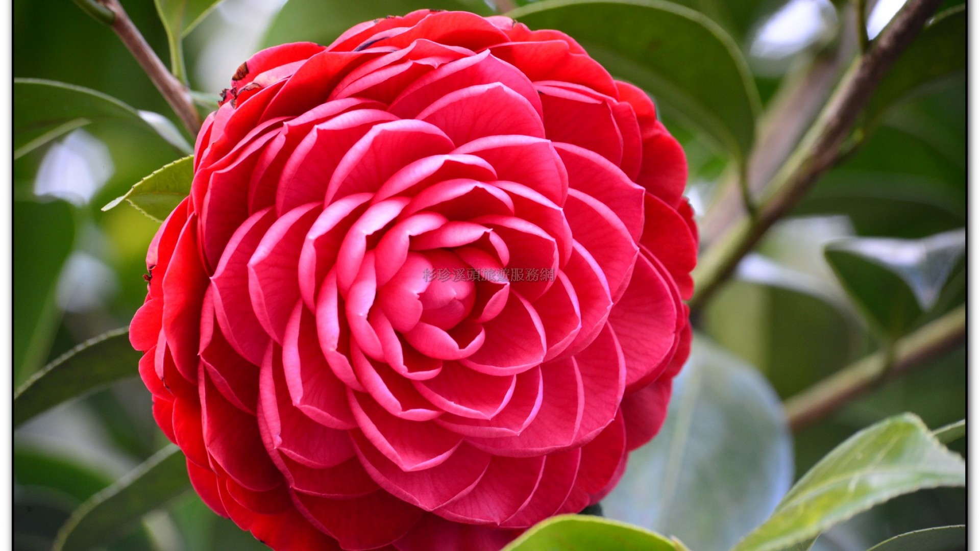 台大茶園-鹿谷旅遊景點