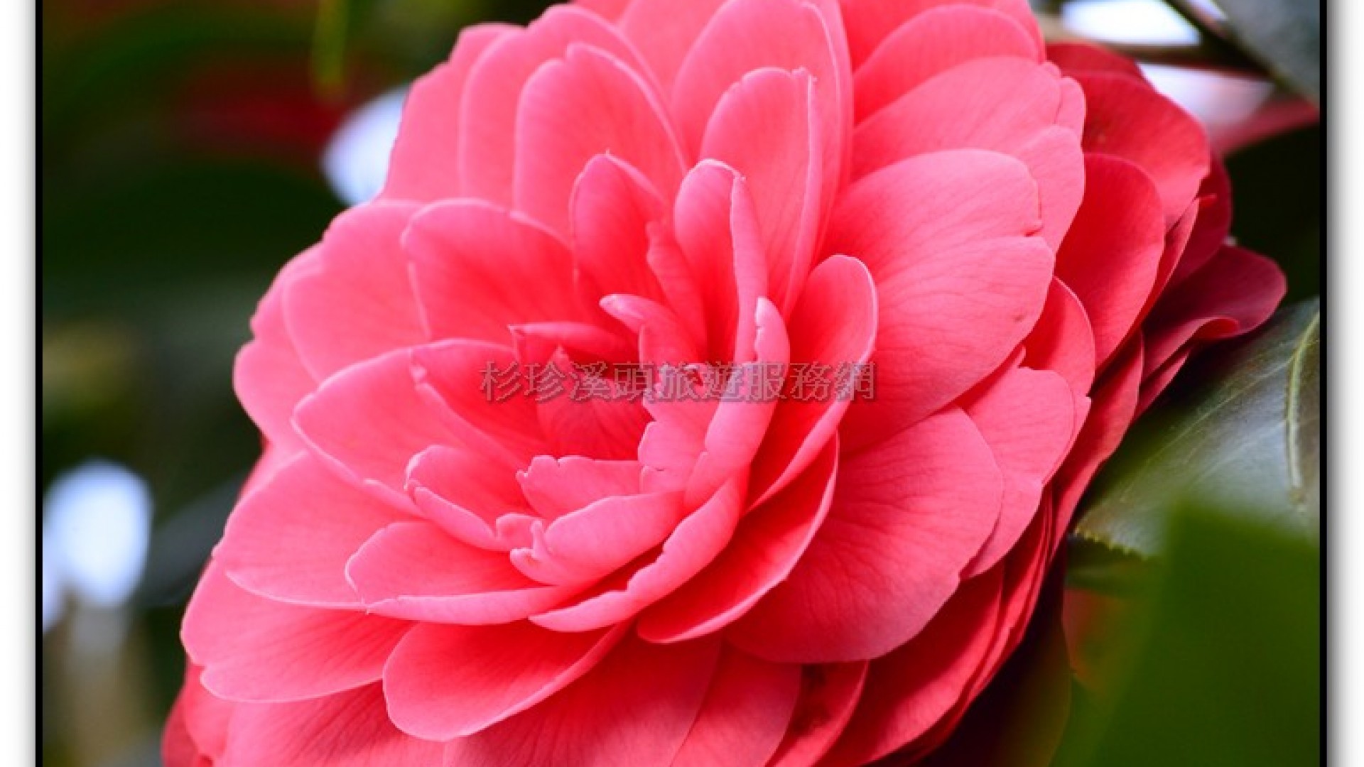 台大茶園-鹿谷旅遊景點