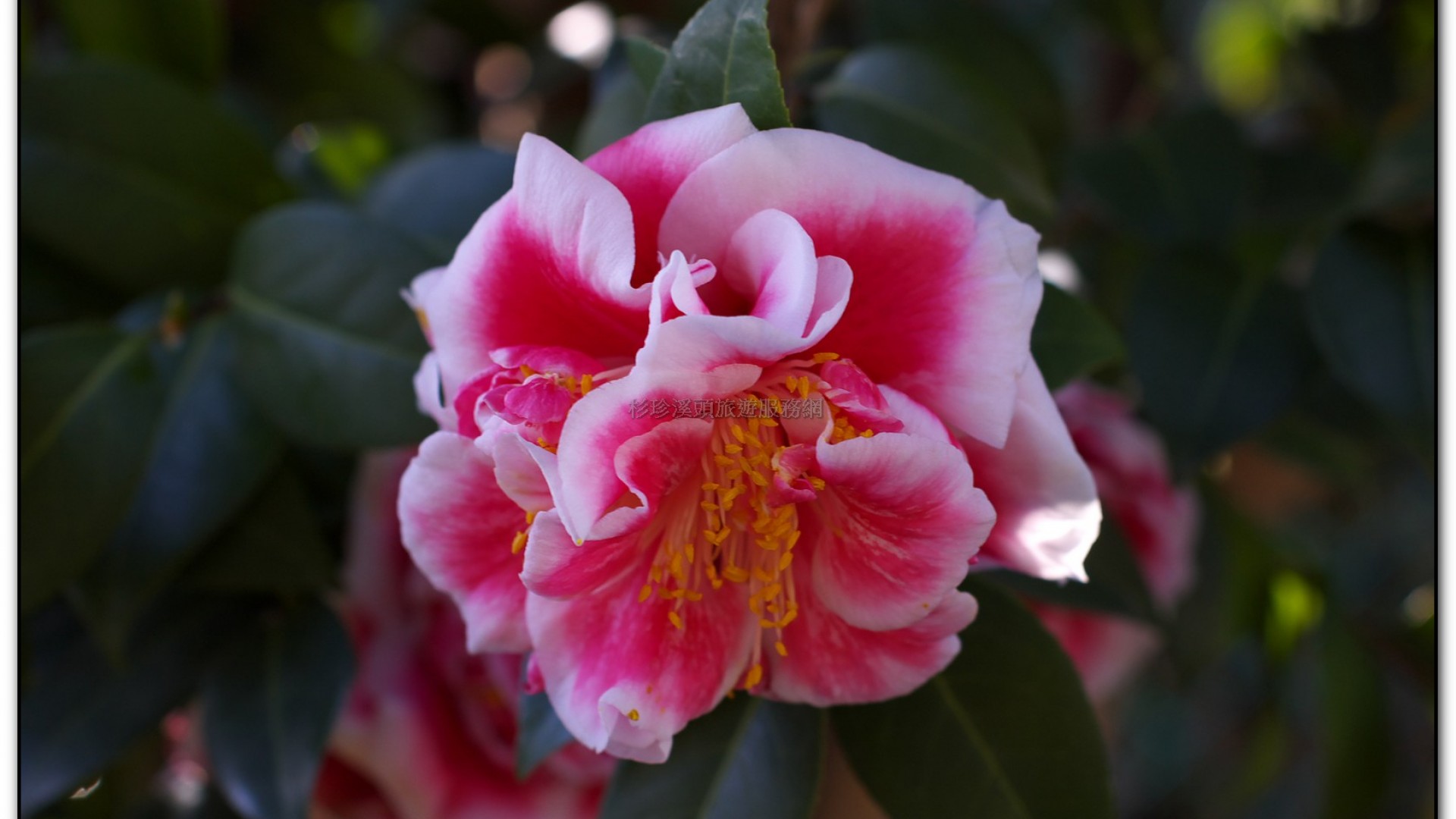 台大茶園-鹿谷旅遊景點