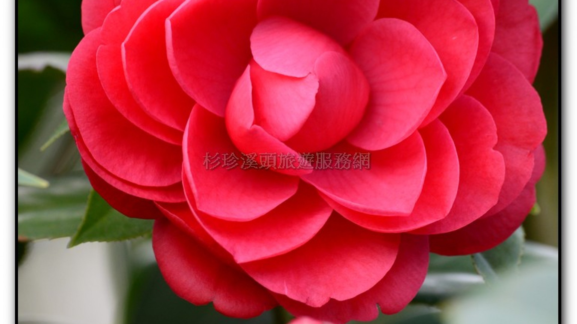 台大茶園-鹿谷旅遊景點