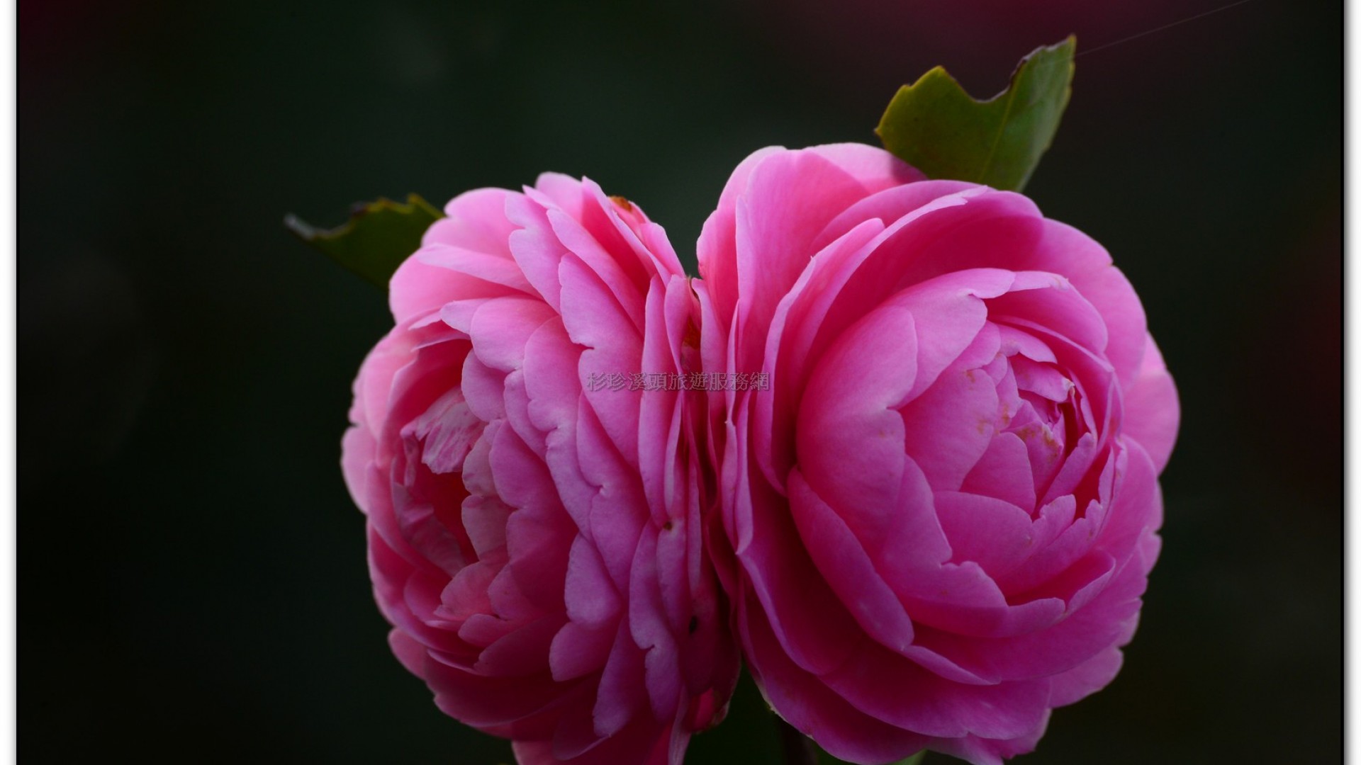 台大茶園-鹿谷旅遊景點