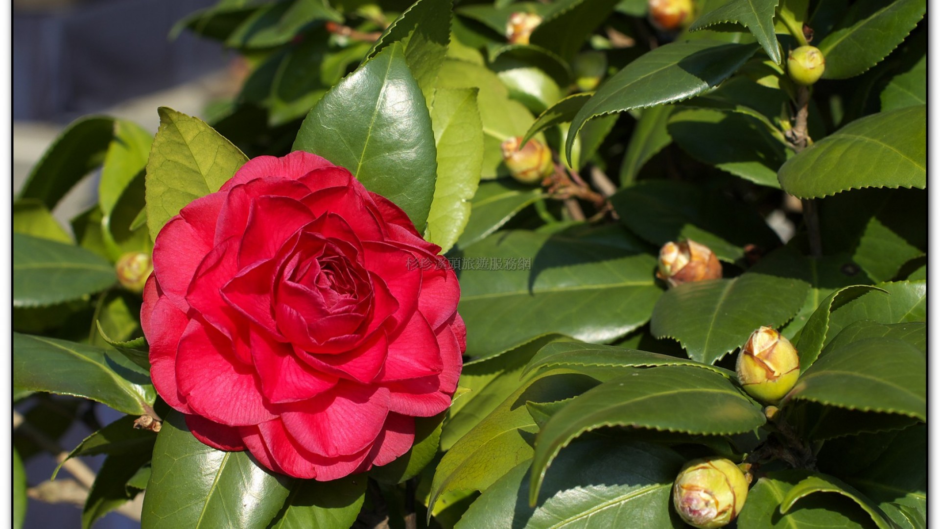 台大茶園-鹿谷旅遊景點