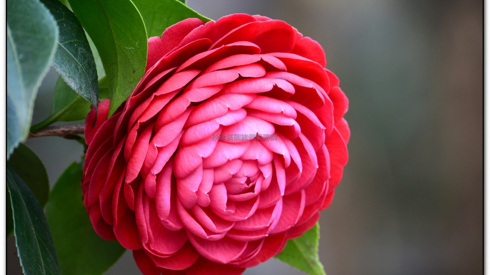 台大茶園-鹿谷旅遊景點