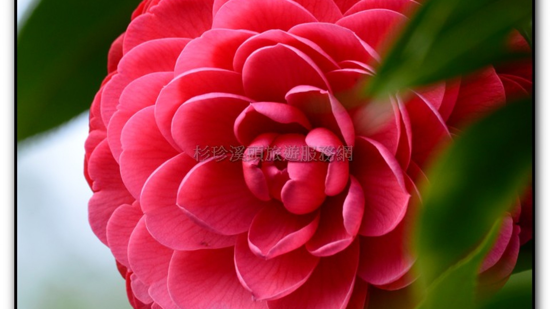 台大茶園-鹿谷旅遊景點