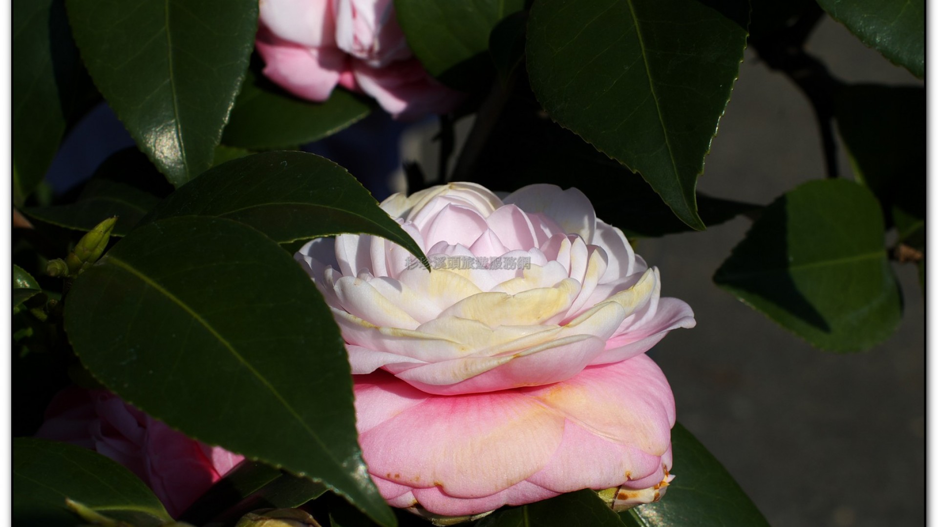 台大茶園-鹿谷旅遊景點