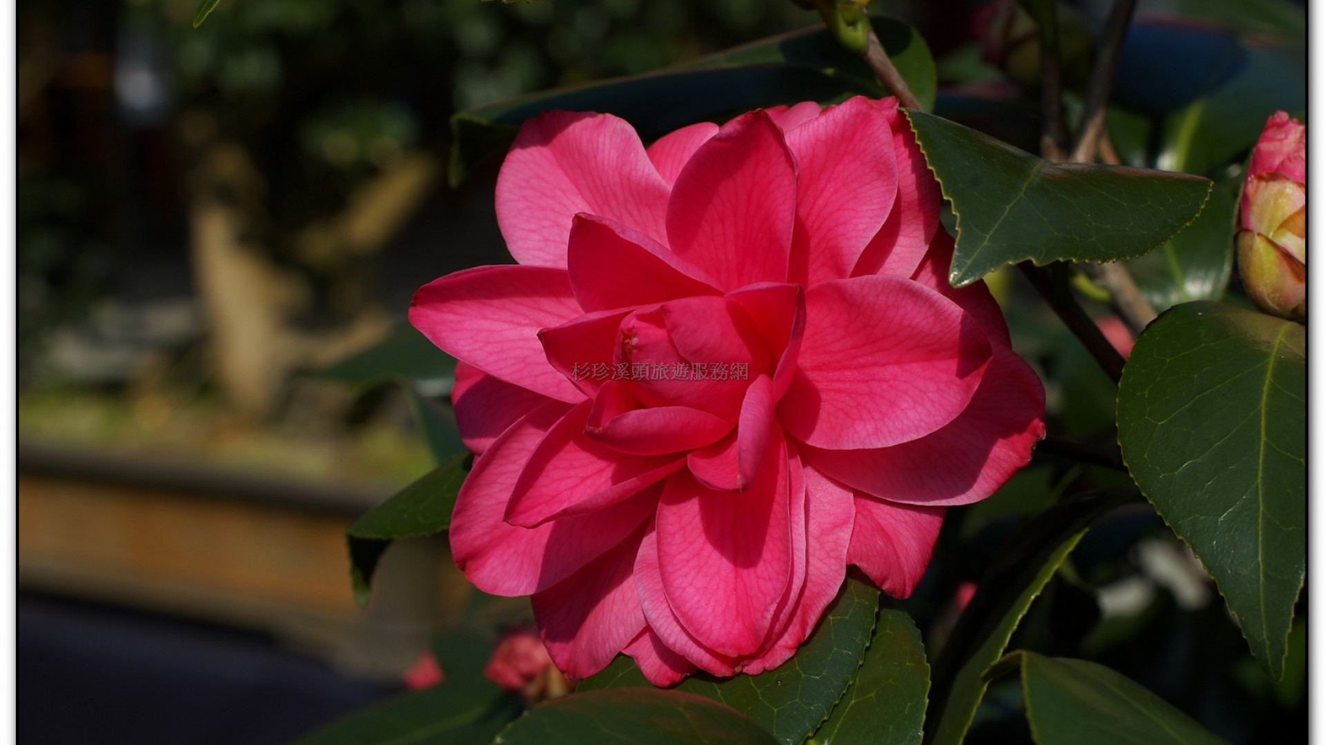 台大茶園-鹿谷旅遊景點