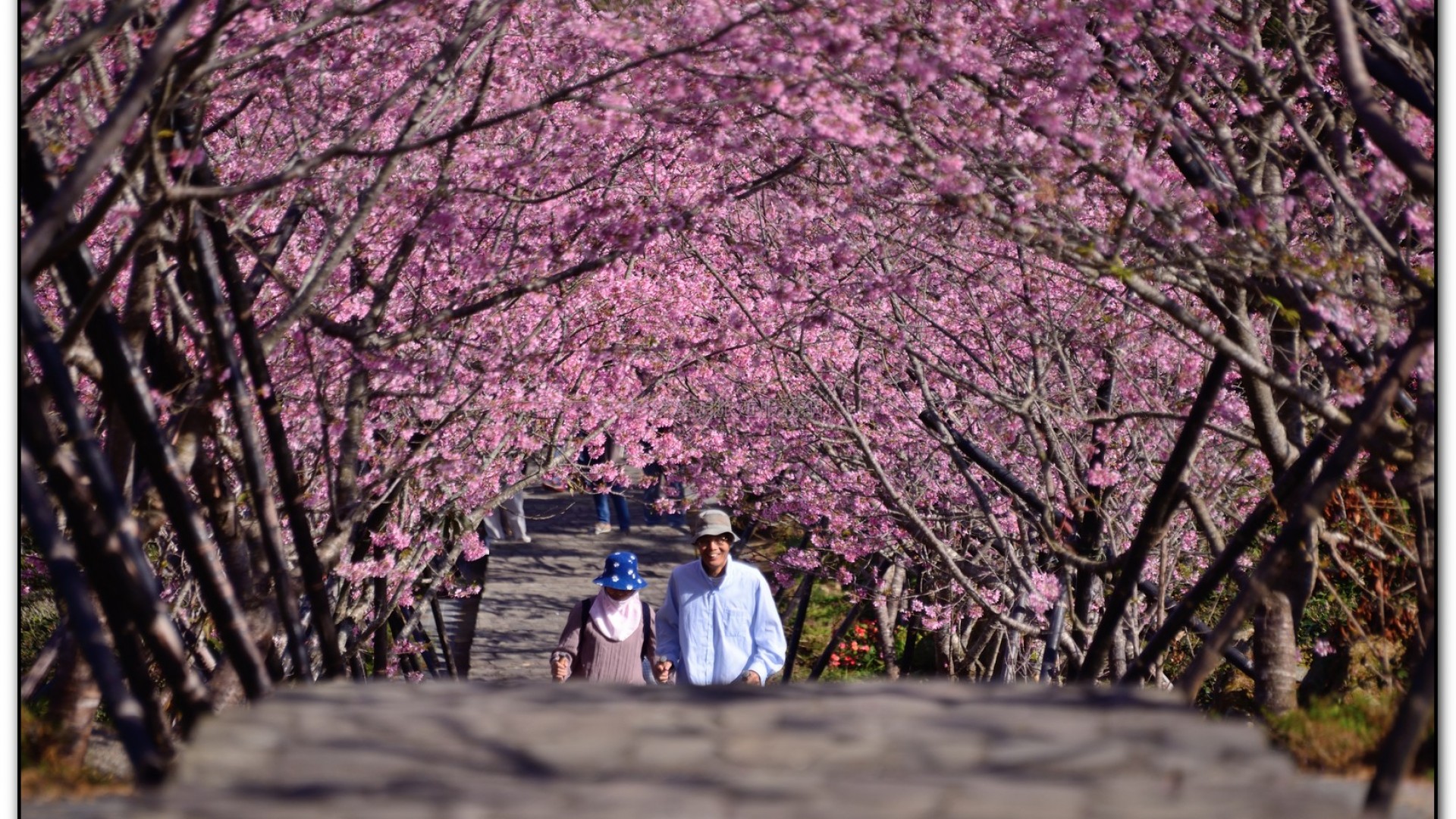 台大茶園-鹿谷旅遊景點