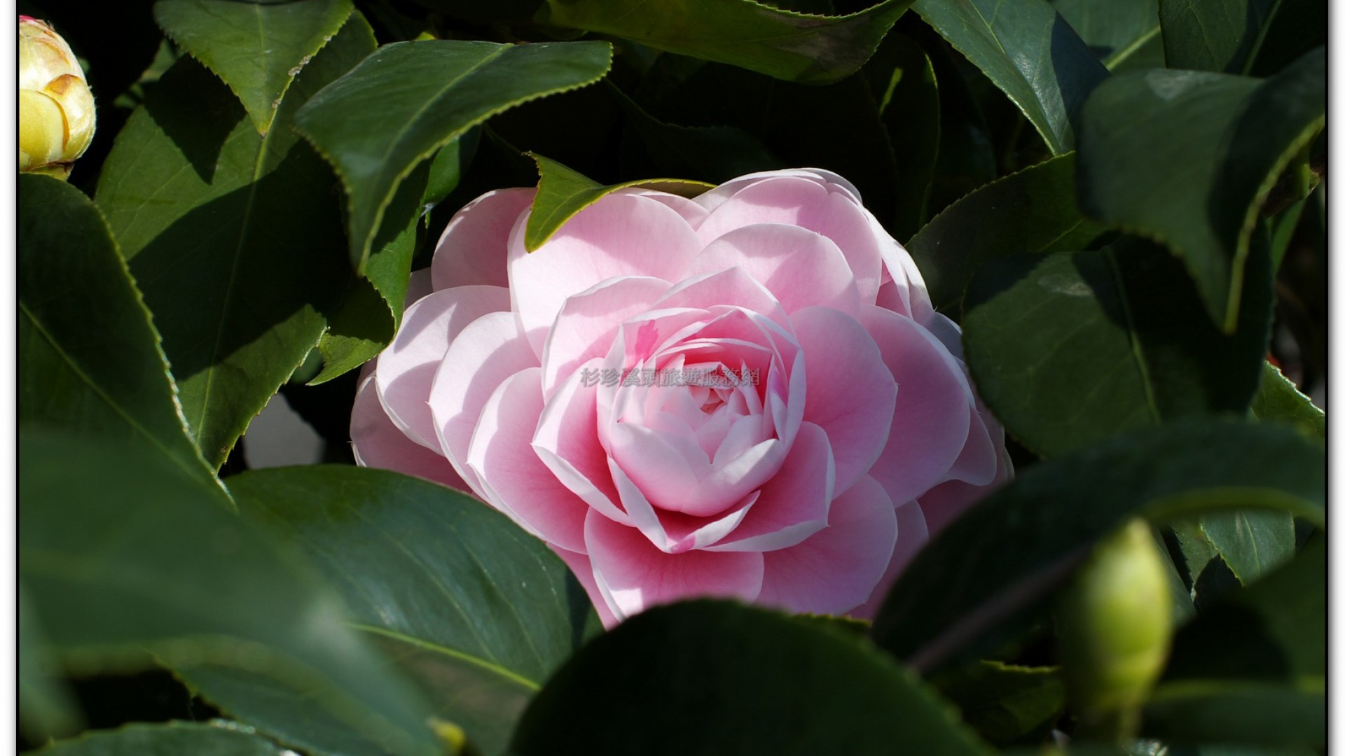 台大茶園-鹿谷旅遊景點