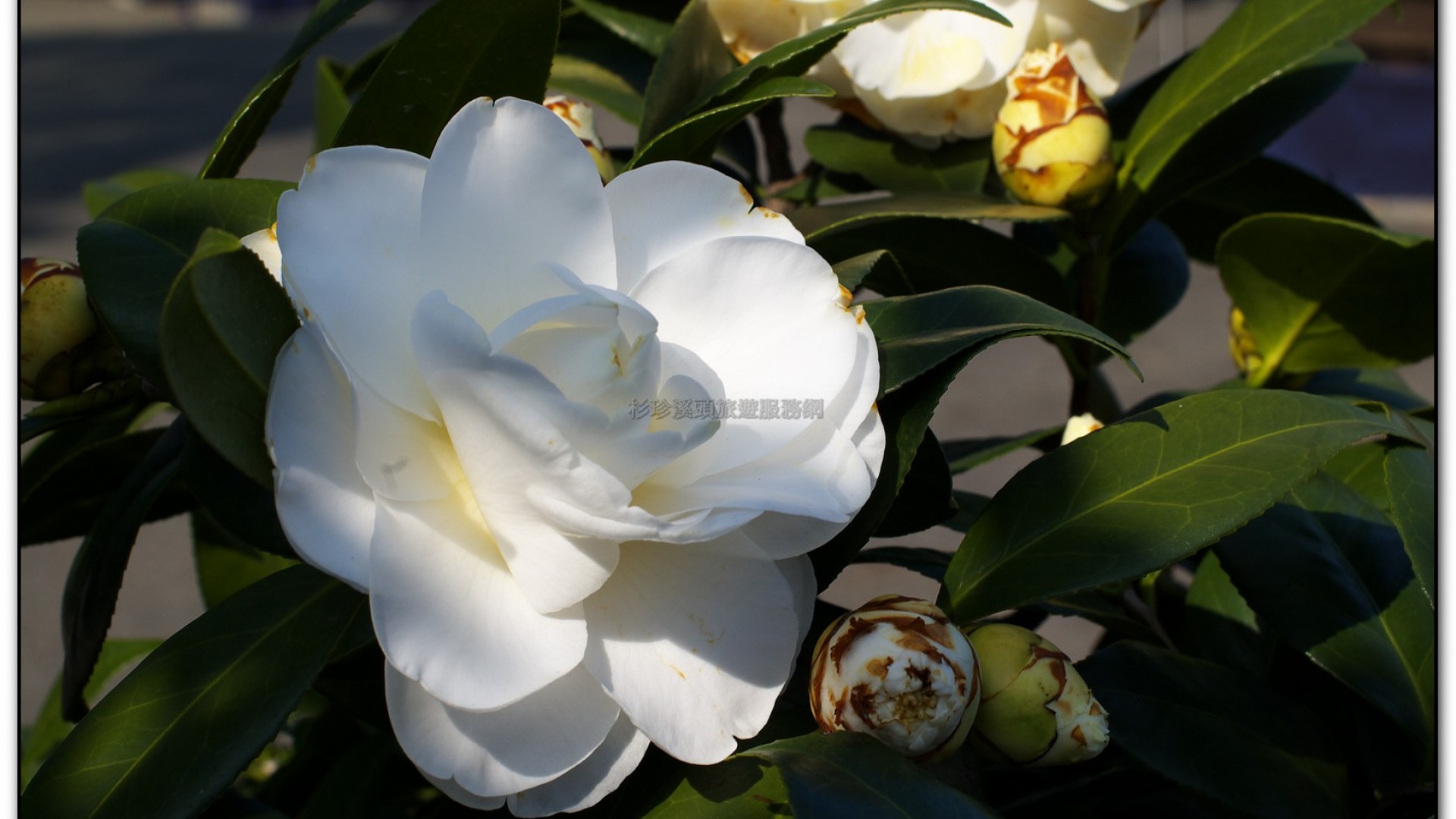 台大茶園-鹿谷旅遊景點