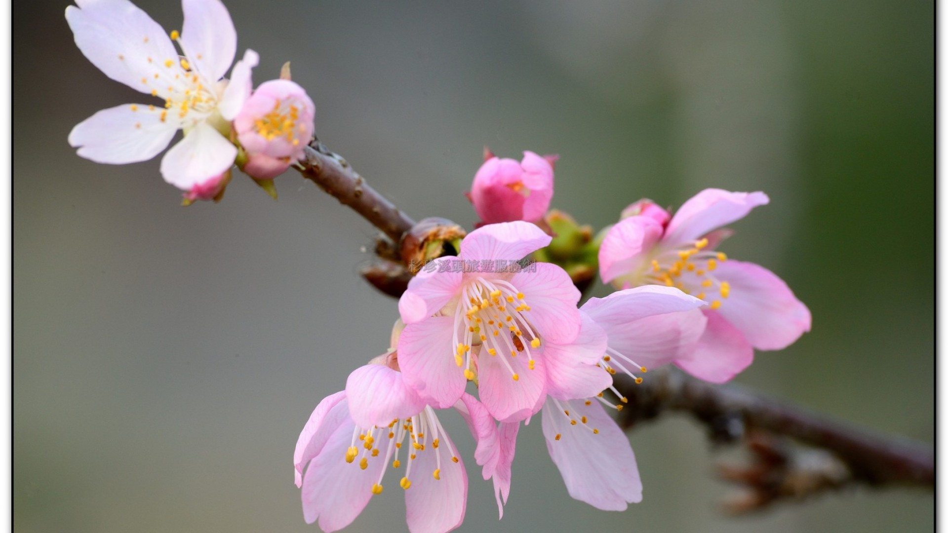 台大茶園-鹿谷旅遊景點