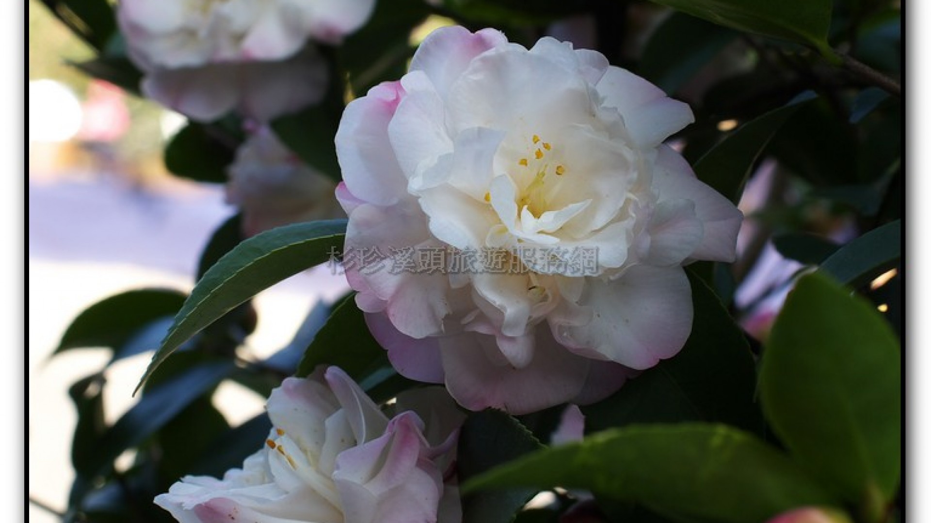 台大茶園-鹿谷旅遊景點