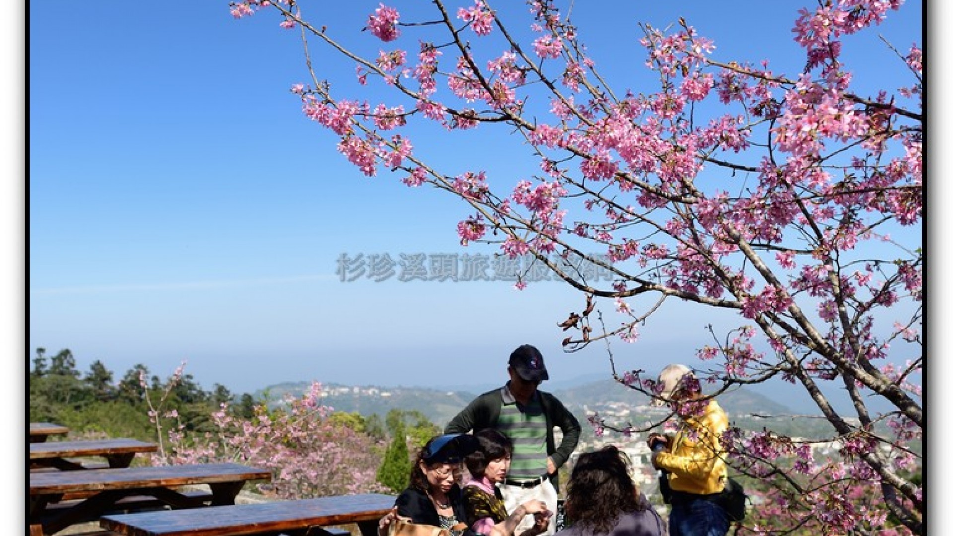 台大茶園-鹿谷旅遊景點